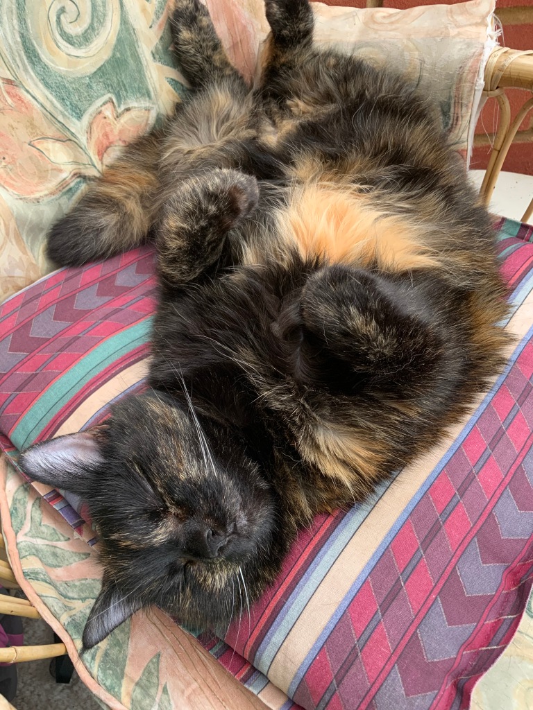 Sleeping dark tortoisehell cat on cushion.